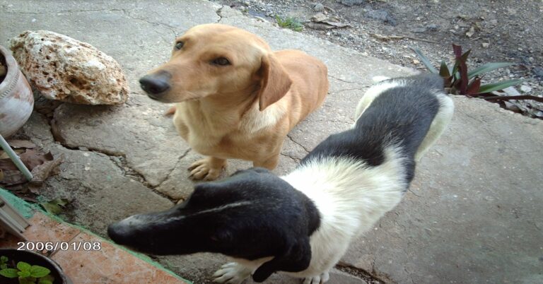 La Estrategia del Tímido 8 En la foto, perros